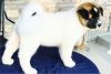 Kind lovely male Akita available