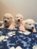 Akita Puppy For Sale