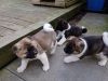 Gorgeous Akita Pups Male and Female Available