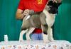Male and female Akita puppies to offer