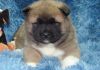 Lovely akita puppies for sale