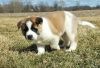 Akita Puppy for Sale
