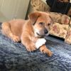 Akita-retriever 6 weeks puppy