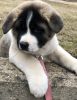 Adorable M/F Akita Puppies for new homes