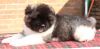 stunning akita puppies for sale