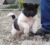 Lovely Akita Puppy For sale