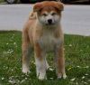 Japanese Akita inu puppies males for sale