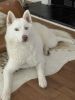 Hasky 9 months old it is a female vaccinated Very active and beautifu