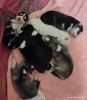 Huskiy puppies for Rehoming