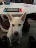 Dog Husky beautiful Tan with Blue eyes-Girl