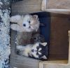 Woolly husky/malamute pups