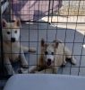 Husky/malamute pups