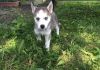 Cute Alaskan Husky puppies ready for rehoming