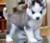 Adorable Male and female husky puppies