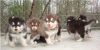 Perfect Male And Female Siberians Husky Puppies