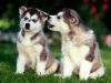 Calaskan husky puppies for sale