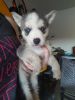 Husky/ German Shepherd Puppies