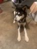 1 year old husky for sale