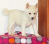Alaskan Klee Kai puppies for sale .