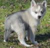 Alaskan Klee Kai puppies for sale (xxx) xxx xxx7