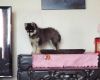 Alaskan Klee Kai Puppies Available For Sale