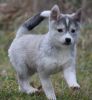 Outstanding Alaskan Klee Kai Pups For Rehoming