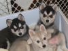 Alaskan Klee Kai with pure breed status ready for new homes