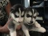 Flexable Alaskan Klee Kai Puppies For Sale