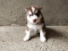 Alaskan malamute is available.2 males and 2