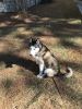 Malamute Husky mix very friendly and loves babies and cats