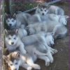 Cute and Cuddley Giant Alaskan Malamute Puppies