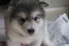 Full AKC Registered Alaskan Malamute puppies