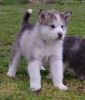 Trained Alaskan Malamute puppies for sale