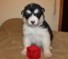 Special Alaskan Malamute puppies ready now