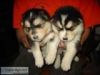 Purebred Alaskan Malamute Puppies For A New Home