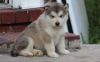 Alaskan Malamute puppies for sale (xxx)xxx_xxxx