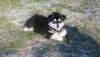 Nala Akc Alaskan Malamute Puppies For Sale