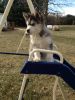 Grizzly Alaskan Malamute Puppies