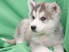 Alaskan malamute puppies for sale