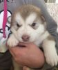 Kc Alaskan Malamute Puppies For Sale