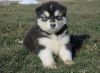 Outstanding Alaskan Malamute Puppies For Sale