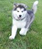 lovely Alaskan Malamute Puppies for re homing