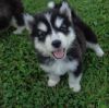 Charming Alaskan Malamute Puppy :(xxx) xxx-xxx8