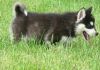 Alaskan Malamute Pups $500