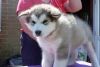 Alaskan Malamute Puppies For Sale