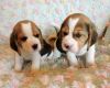 Alaskan Amalamute Puppy's for adoption