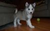 Lovely Alaskan Malamute puppies for lovers