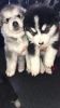 Alaskan Malamute Puppies Ready To Go Now