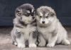 Quality Alaskan Malamute Puppies Reg