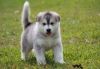 White Alaskan Malamute Puppy Available